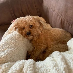 Meet your Posher, Tonya